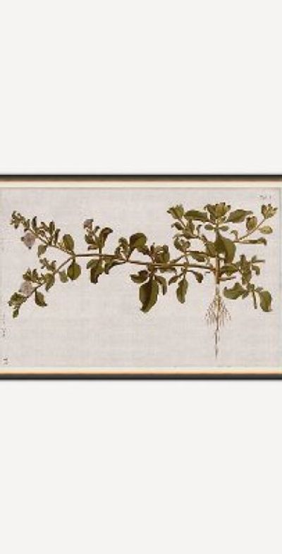 Anthropologie Horticultural Studies Wall Art
