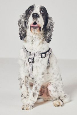 Anthropologie Bistro Tile Dog Harness