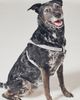 Anthropologie Bistro Tile Dog Harness - 2