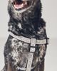 Anthropologie Bistro Tile Dog Harness - 3