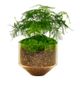 Areaware Areaware Model Three Planter - 2