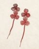 ASOS DESIGN ASOS DESIGN stud wire floral earrings with chain drop tassels in burgundy-Red - 2