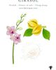 Baobab Collection Baobab Collection Tournesol Girasol Classique Candle - 2