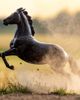 Breyer Breyer Horses The Traditional Series Amberley Snyder's - 4
