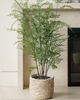 CG Hunter CG Hunter Faux Maidenhair Fern - 3