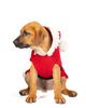 Chilly Dog Chilly Dog Santa Dog Sweater - 2