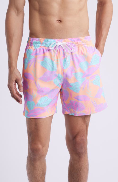 Chubbies Chubbies The Posh Palms 5.5-Inch Swim Trunks