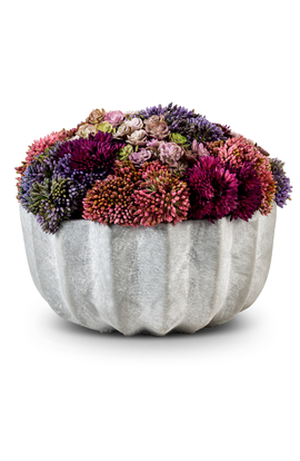 CocoBella CocoBella Allison Ceramic Sedum Arrangement