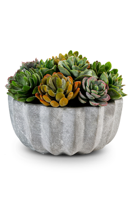 CocoBella CocoBella Madison Pleated Ceramic Succulent Arrangement