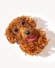 Deepa Gurnani Golden Retriever Brooch - 2