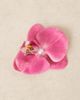 DesignB London DesignB London exotic fabric flower hair clip in purple - 3