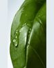 Dries Van Noten Basil & Hinoki Hand Cream, 1.35 oz. - 3