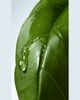 Dries Van Noten Basil & Hinoki Liquid Soap Refill, 13.5 oz. - 4