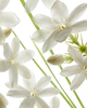 elvis+elvin elvis+elvin Green Grass & Jasmine Eau de Parfum - 2