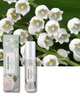 elvis+elvin elvis+elvin Rose & Muguet Perfume Oil - 2