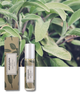 elvis+elvin elvis+elvin Sage & Sea Salt Perfume Oil - 5