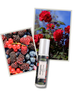 elvis+elvin elvis+elvin Wild Berries & Rose Perfume Oil 15 ml - 3