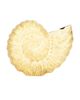 Emm Kuo Emm Kuo Kahala Circular Sea Shell - 2