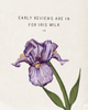 Esas NYC Esas NYC Iris Milk Fragrance - 2