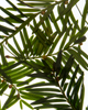 Esas NYC Esas NYC Noble Organic Eau de Parfum - Fresh Pine & Resinous Woods - 2
