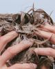 evo evo Common Ground Scalp Shampoo - 2