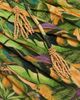Farm Rio Women's Parrot-Print Ruched Midi Dress - 7