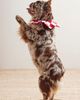 Fren Fren x FP Exclusive Embrodiered Collar - 1