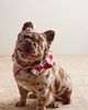 Fren Fren x FP Exclusive Embrodiered Collar - 6