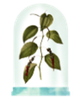 GRANADO GRANADO Boemia Eau de Parfum - 5
