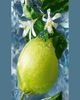 Guerlain Aqua Allegoria Bergamote Body Lotion, 6.7 oz. - 2
