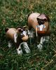 HABA HABA Little Friends Foal Abby - 3.75" Farm Animal Toy Horse Figure - 2