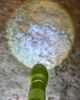 HABA HABA Terra Kids 4 Way Flashlight with Carabiner Clip - 4