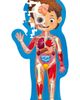 Hape Hape Human Body 50-Piece Puzzle - 1