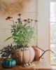 Haws Rowley Ripple 1 Liter Watering Can, Copper - 3