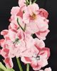 Leo Lin Leo Lin Rayna Embroidered Maxi Dress Snapdragon Print in Ebony - 6