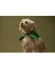 Lil Luv Dog Lil Luv Dog Bandana - 2