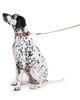 Little Beast Little Beast Cougar Flower Power Leash - 2