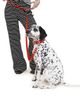Little Beast Little Beast Ruby Flower Power Leash - 2