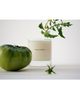Maison Louis Marie Maison Louis Marie Liane De Tomate Candle - 2