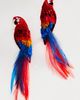 Mignonne Gavigan Macaw Bird Earrings - 1