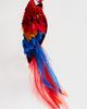 Mignonne Gavigan Macaw Bird Earrings - 2