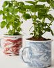 Modern Sprout Altered Herb Mug Grow Kit - 2