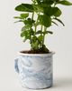 Modern Sprout Altered Herb Mug Grow Kit - 3