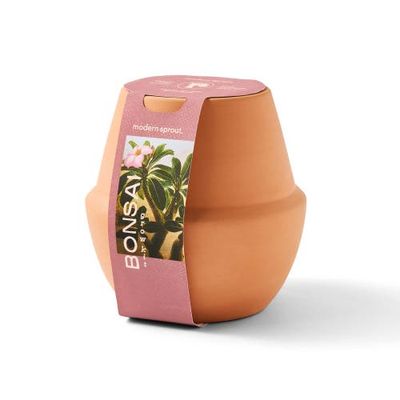 Modern Sprout Modern Sprout Terracotta Grow Kit