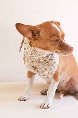 MODERNBEAST MODERNBEAST Daisy Fog Floral Pet Bandana