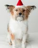 MODERNBEAST MODERNBEAST Holiday Elf Hat - 1