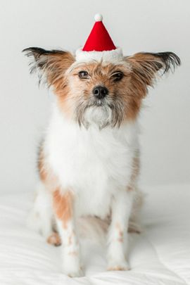 MODERNBEAST MODERNBEAST Holiday Elf Hat