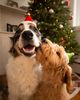 MODERNBEAST MODERNBEAST Holiday Elf Hat - 3