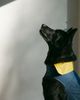 MODERNBEAST MODERNBEAST Reversible Dog Raincoat - 4