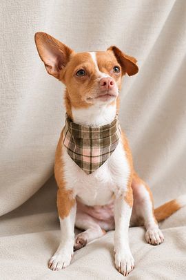 MODERNBEAST MODERNBEAST Sagebrush Plaid Pet Bandana